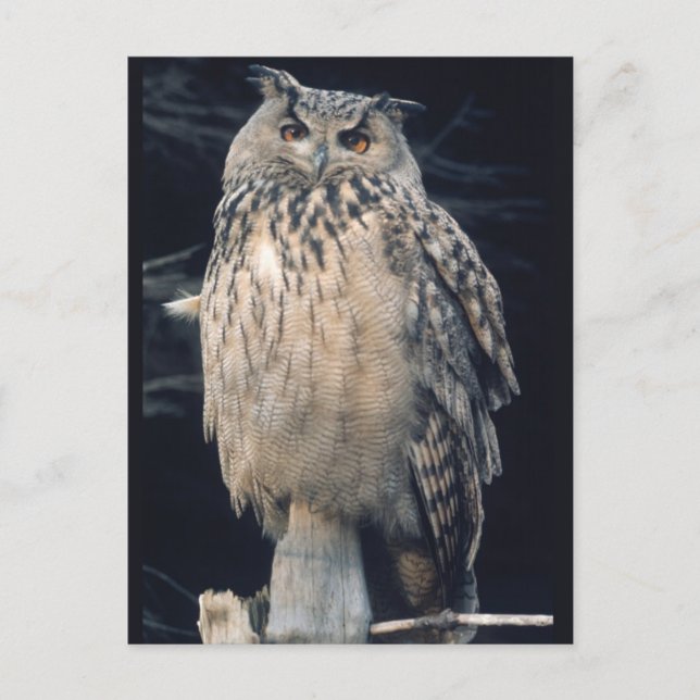 Carte postale de hibou de l'aigle (Devant)