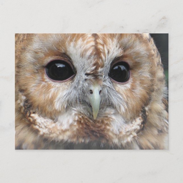 Carte postale de hibou tawny (Devant)