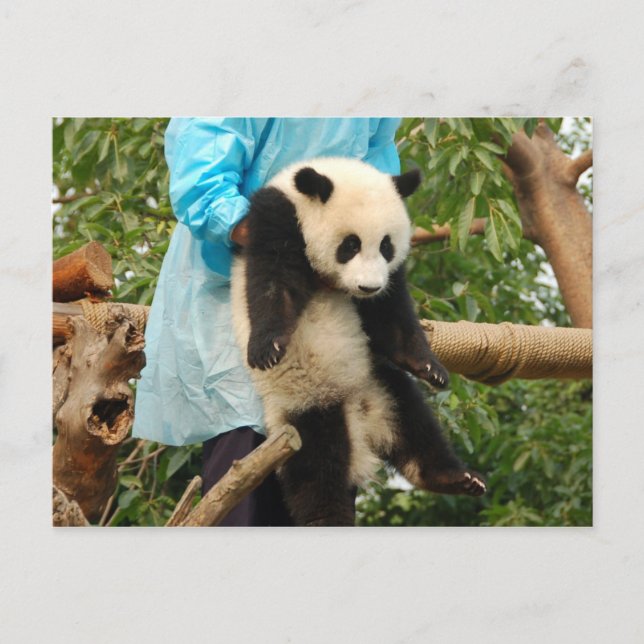 Carte postale de jeune panda géant (Devant)
