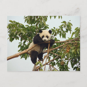 Carte postale de jeune panda géant