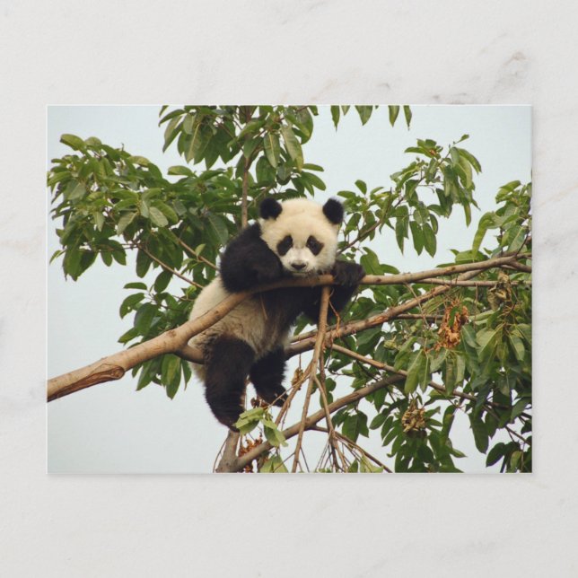 Carte postale de jeune panda géant (Devant)