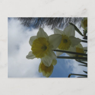 Carte postale de jonquilles de ressort