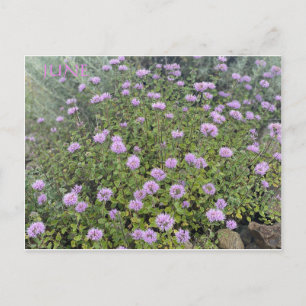 CARTE POSTALE DE JUIN