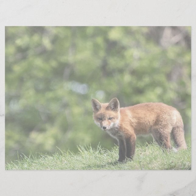 Carte postale de kit de Fox rouge (Devant)