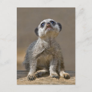 Carte postale de Kute Kat
