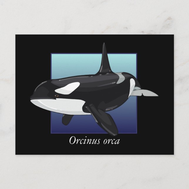 Carte postale de la baleine tueuse (Devant)