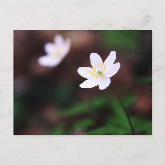Carte postale de la belle fleur d'anémone des bois (Devant)