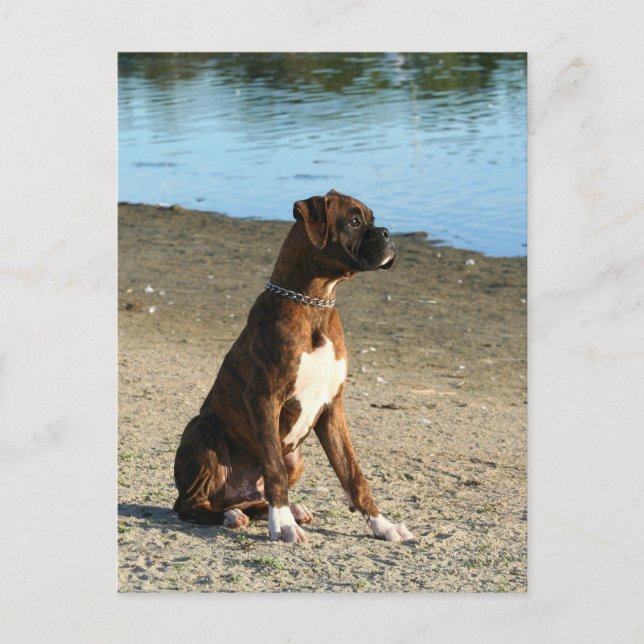 Carte postale de la boîte à broches (Devant)