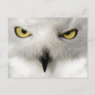 Carte postale de la Chouette des neiges
