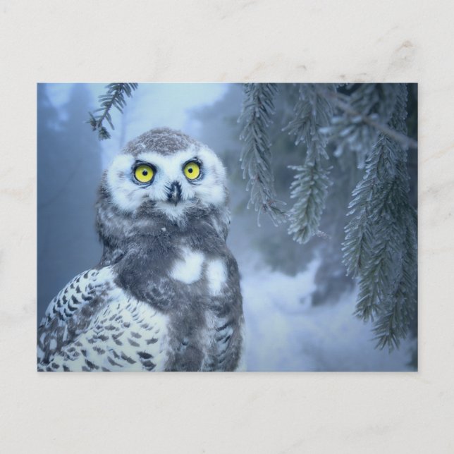 carte postale de la chouette des neiges (Devant)