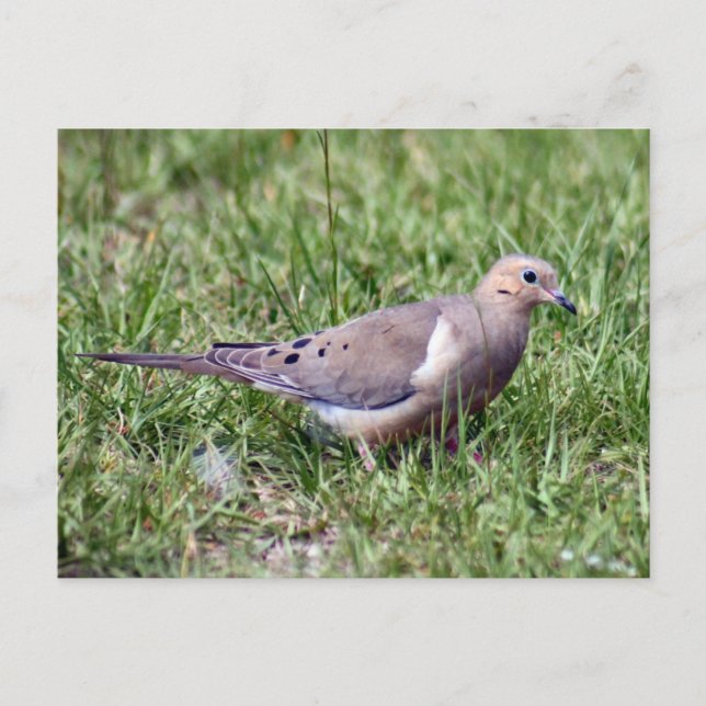 Carte postale de la colombe en deuil (Devant)