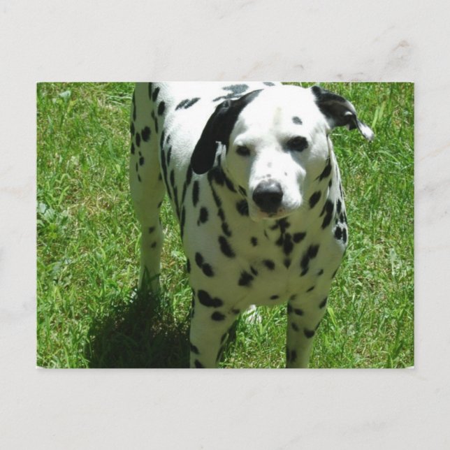 Carte postale de la Dalmatie (Devant)