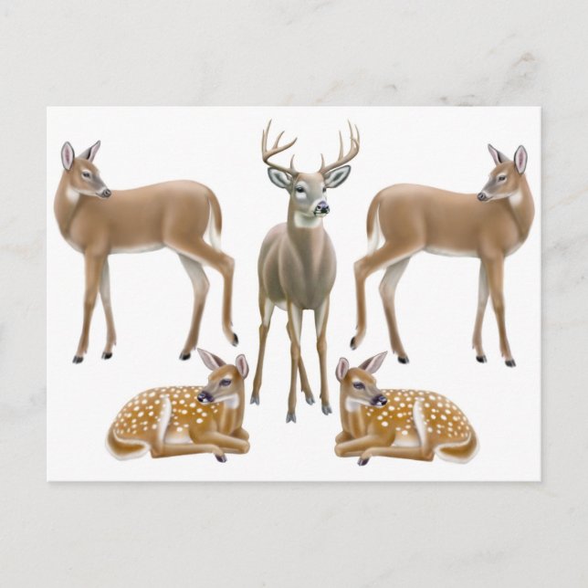 Carte postale de la famille de cerfs blancs (Devant)