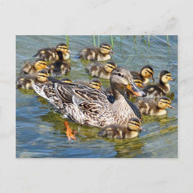 Carte postale de la famille Duck (Devant)