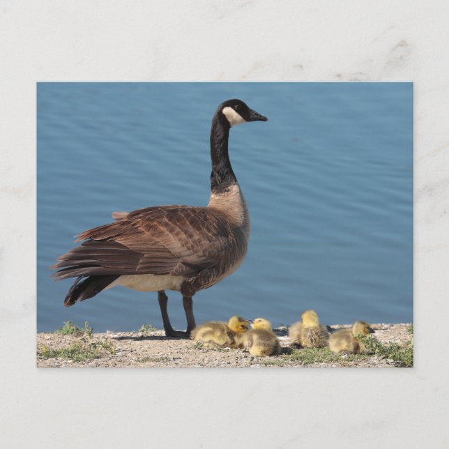 Carte postale de la famille Goose (Devant)