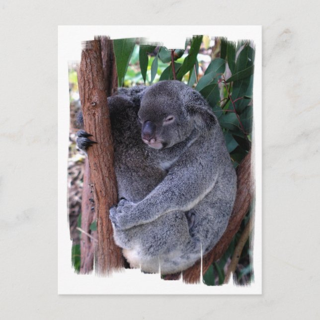 Carte postale de la famille Koala (Devant)