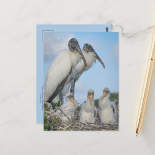 Carte postale de la famille Stork