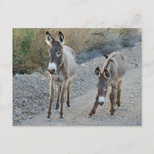 Carte postale de la faune, buron sauvage, âne
