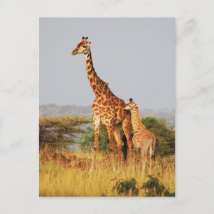 Carte postale de la faune de Baby Giraffe
