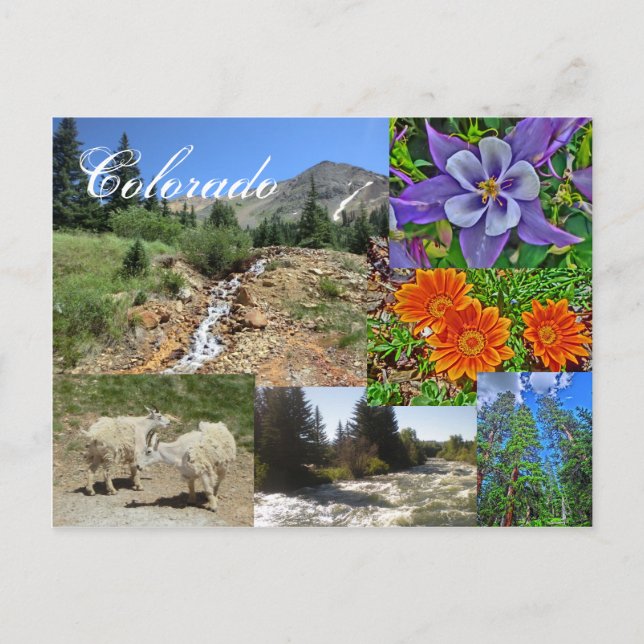 Carte postale de la faune du Colorado (Devant)