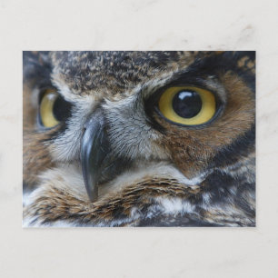 Carte postale de la faune Owl Eyes