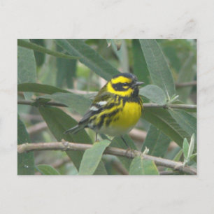 Carte postale de la fauvette de Townsend