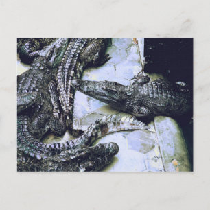 Carte postale de la ferme de crocodiles
