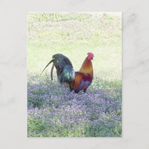 Carte postale de la fierté plumée
