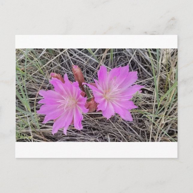 Carte postale de la fleur de Bitterroot (Devant)