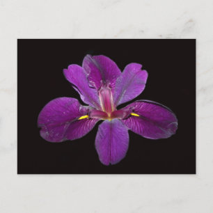 Carte postale de la fleur d'iris Gamecock de Louis