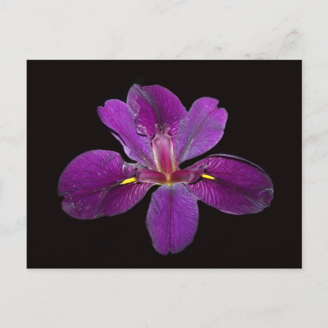 Carte postale de la fleur d'iris Gamecock de Louis (Devant)