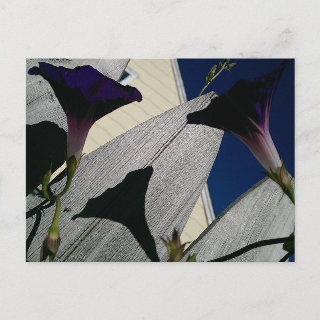 Carte postale de la fleur du matin (Devant)