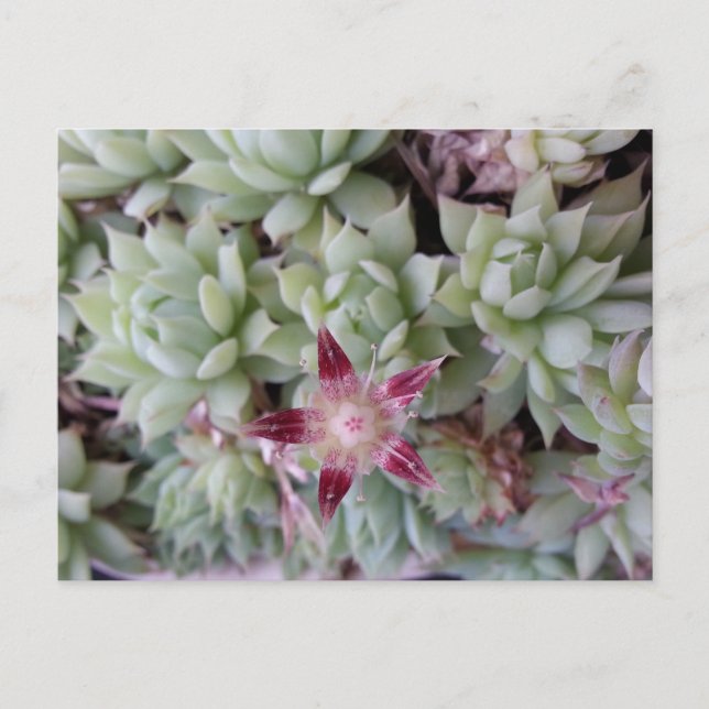 Carte postale de la fleur Graptopetalum macdougall (Devant)