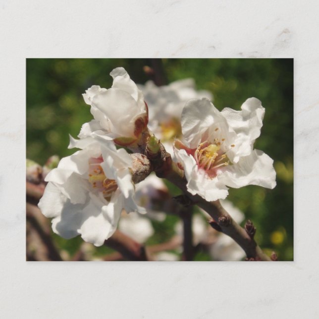 Carte postale de la floraison d'amandier (Devant)
