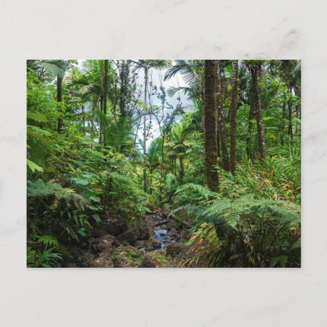 Carte postale de la flore tropicale d'el yunque ra (Devant)