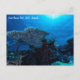 Carte postale de la Grande barrière de corail