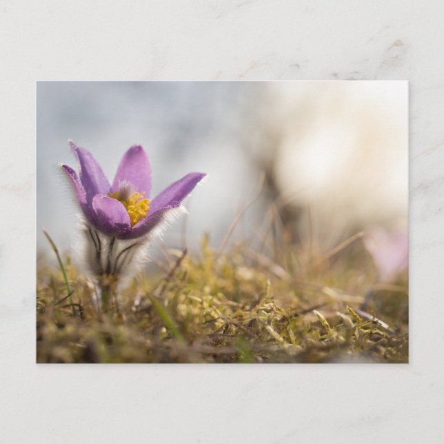 Carte postale de la grande fleur pascale (Devant)