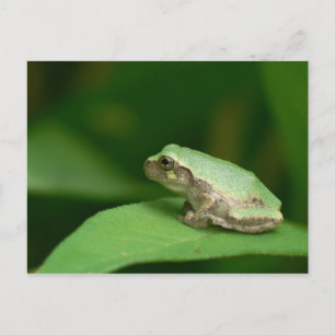 Carte postale de la grenouille arboricole grise.