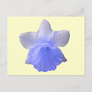 Carte postale de la jonquille bleue