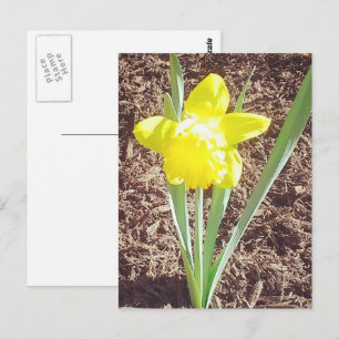 Carte postale de la jonquille de printemps