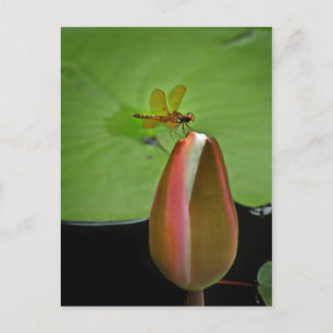 Carte postale de la libellule Amberwing