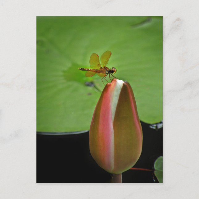 Carte postale de la libellule Amberwing (Devant)