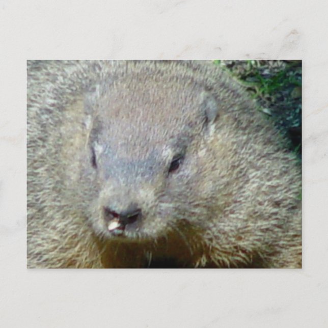 Carte postale de la marmotte (Devant)