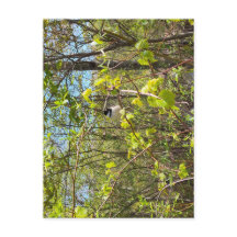 Carte postale de la mésange à tête noire