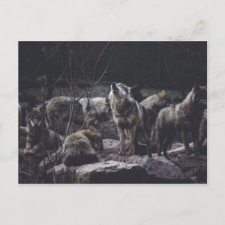Carte postale de la meute de loups