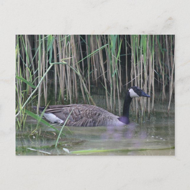 Carte postale de la nature de l'oie du Canada (Devant)