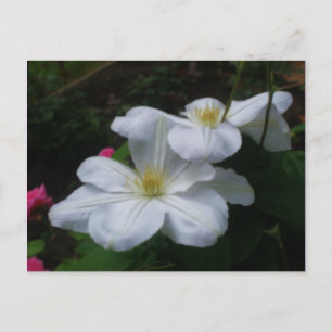 Carte postale de la paire Clematis blanche