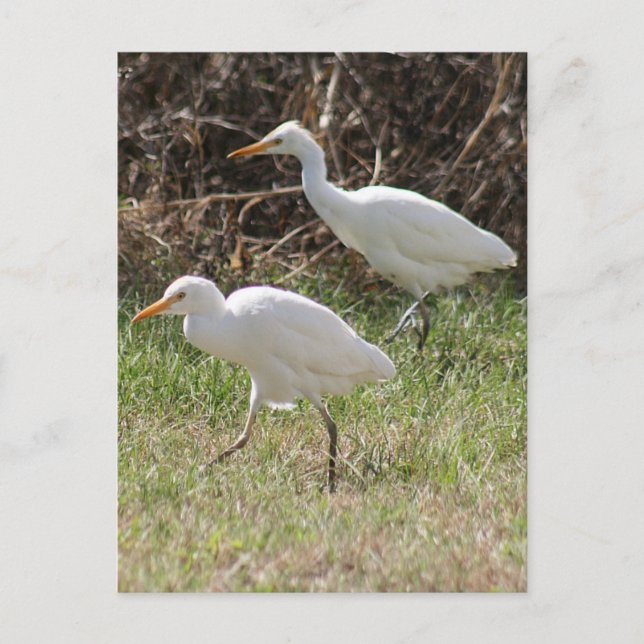 Carte postale de la photo d'Aigrettes de bétail (Devant)