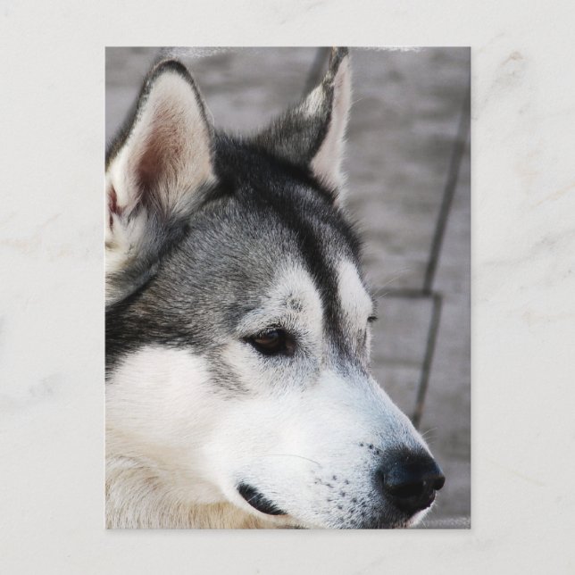 Carte postale de la photo Malamute (Devant)