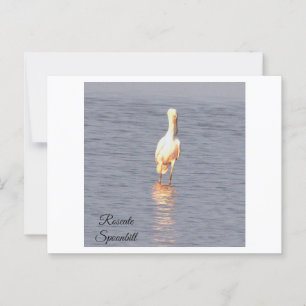 Carte postale de la photo Oiseau de Spoonbill Rose